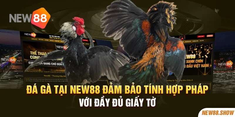 Đá gà tại New88 đảm bảo tính hợp pháp với đầy đủ giấy tờ