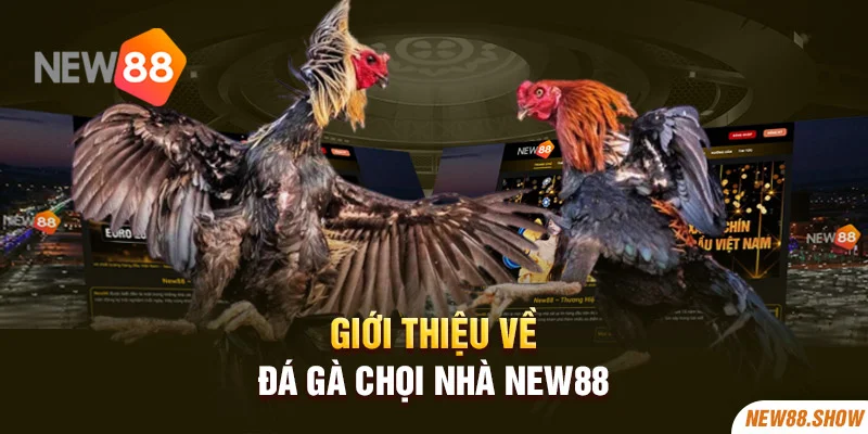 Giới thiệu về đá gà chọi nhà New88