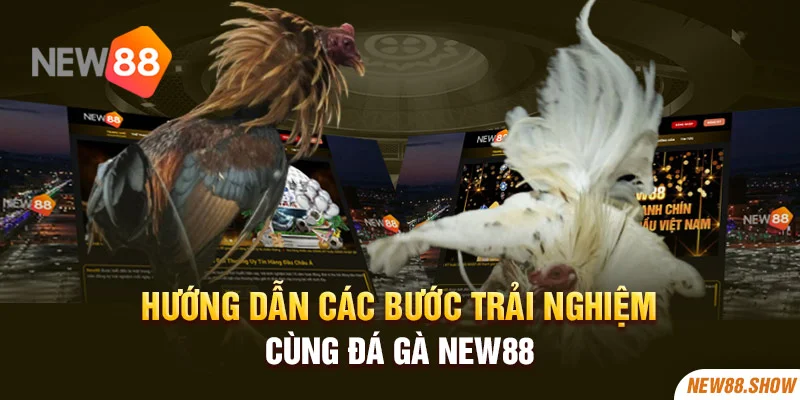 Hướng dẫn các bước trải nghiệm cùng đá gà New88