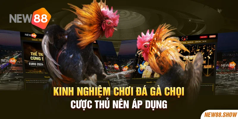 Kinh nghiệm chơi đá gà chọi cược thủ nên áp dụng