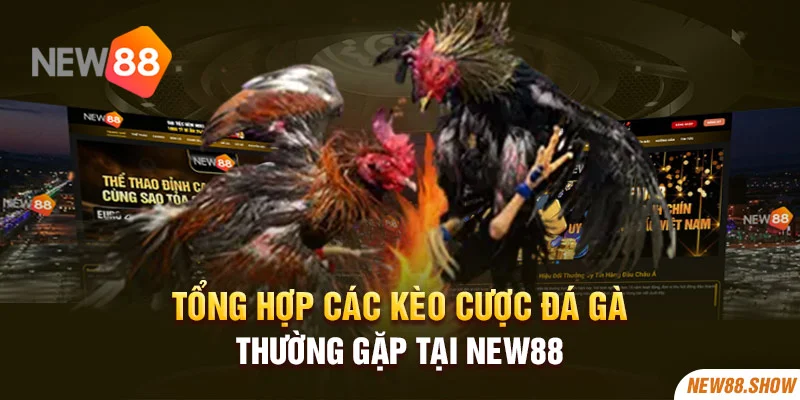Tổng hợp các kèo cược đá gà thường gặp tại New88