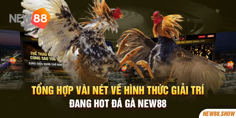 Tổng hợp vài nét về hình thức giải trí đang hot đá gà New88